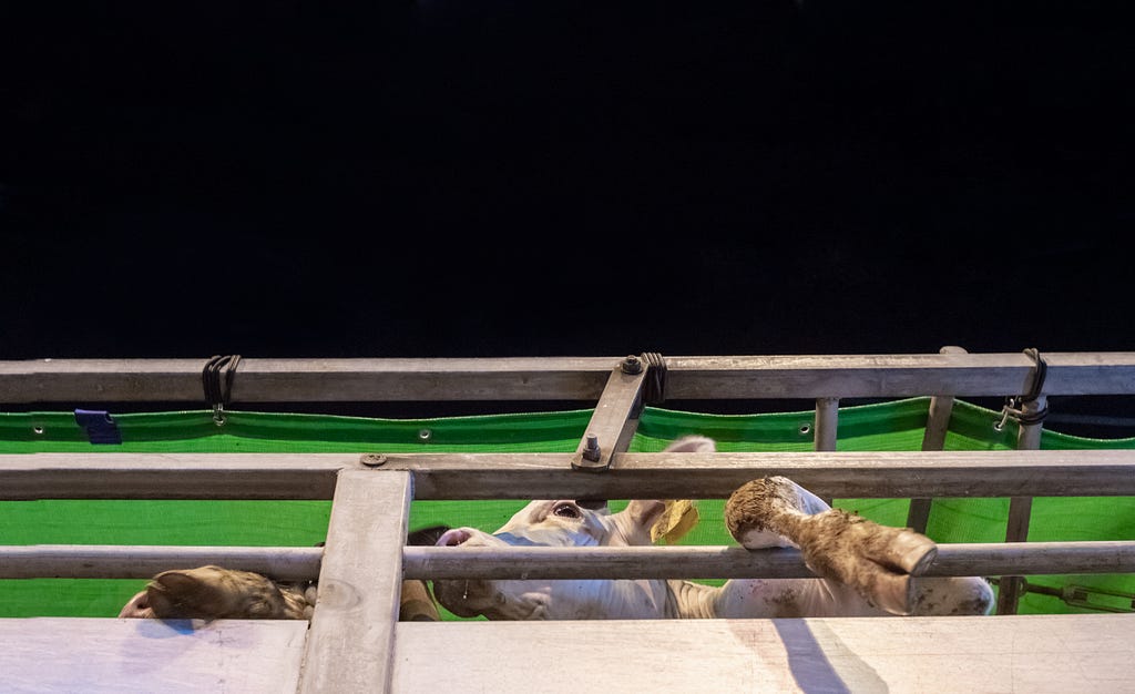 Cow with legs stuck between bars on a transport truck, Port of Haifa, Israel 2018.