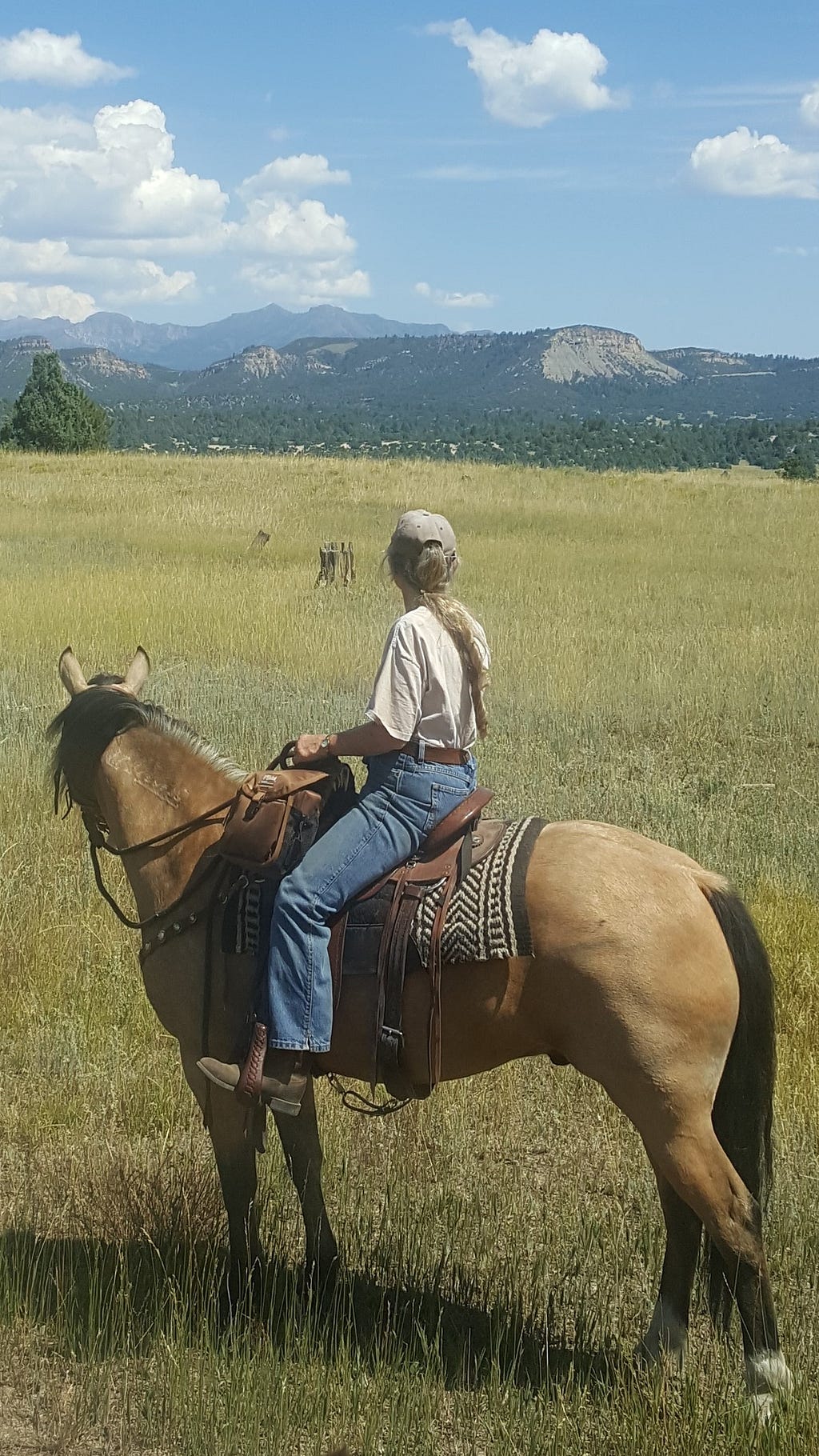 Horse and rider in meadow looking towards mountains