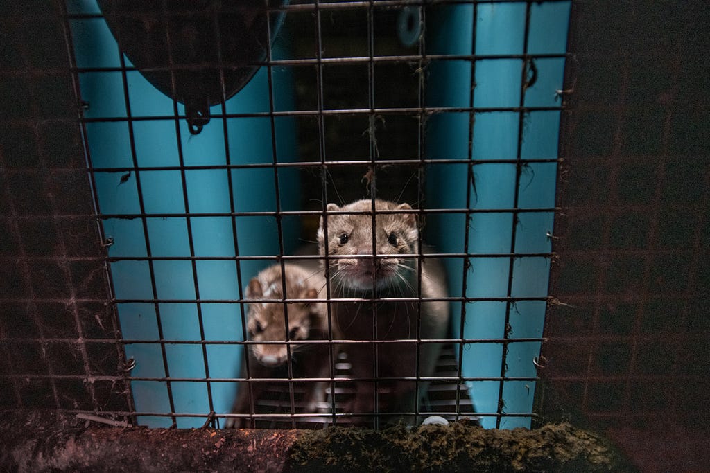 Two minks stare out through the wire mesh of their barren cage at a fur farm in Quebec, Canada. Their enclosure contains no nest or bedding. Canada, 2022. We Animals Media