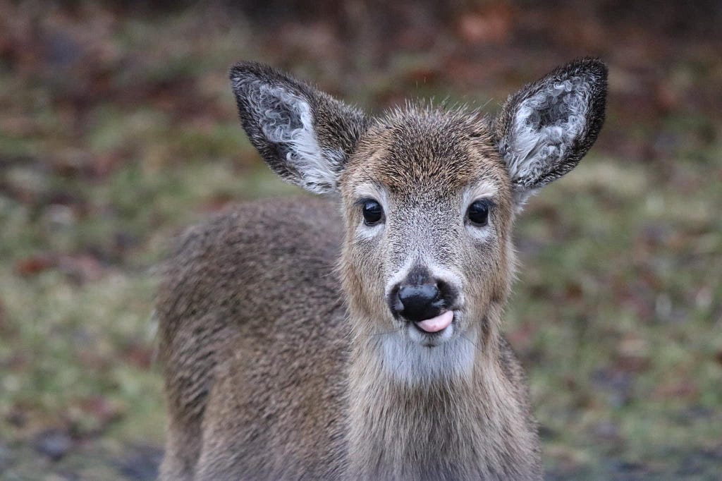 A young deer faces the camera with its tongue out.