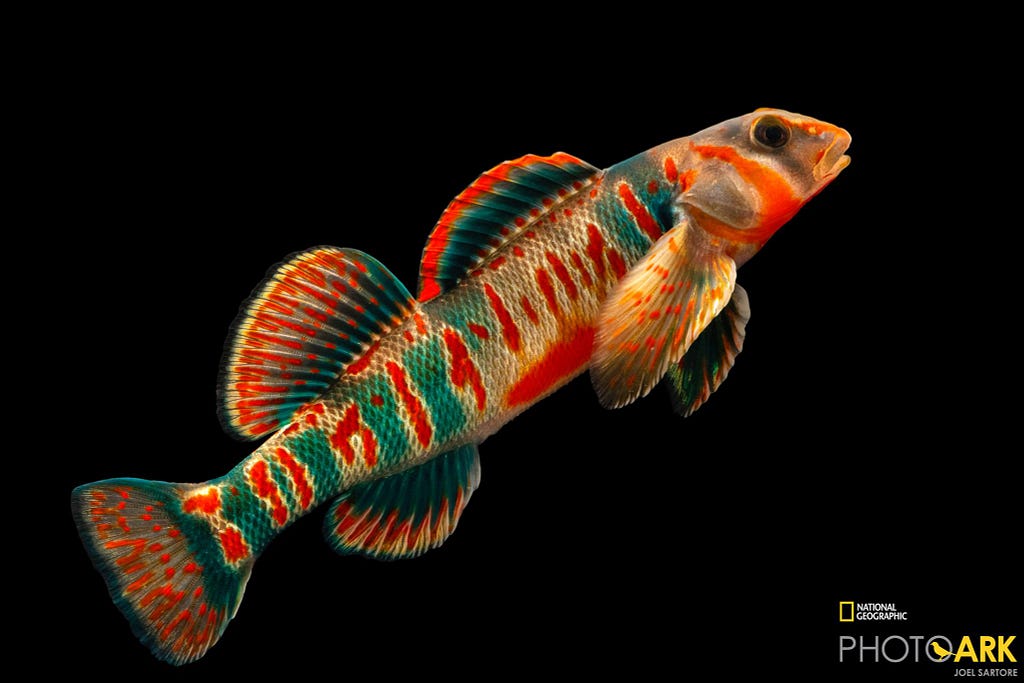 a close up professional photo of a colorful fish