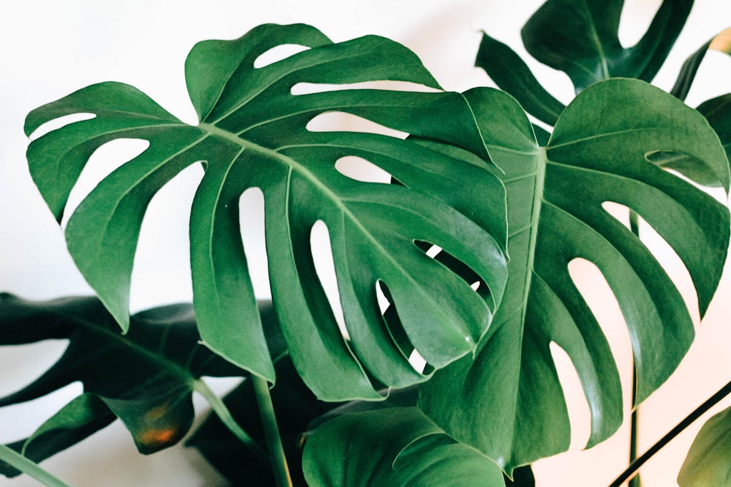 An angled photograph of a Monstera plants leaves