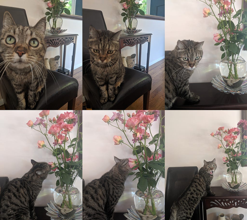 Our cat, Parker, as she sneaks up to eat the roses from a vase