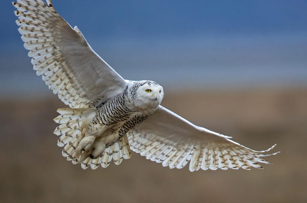 A snowy owl