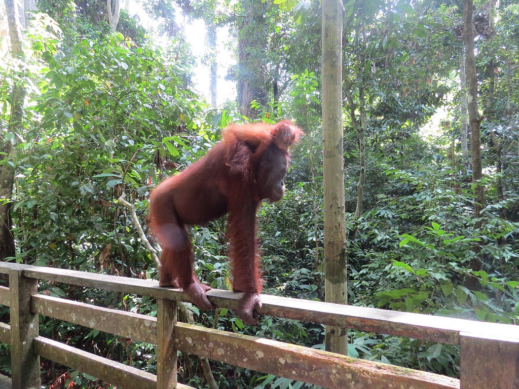 A mother orangutan, with her baby on her back, walking from left to right along a wooden handrail. A forest behind them.