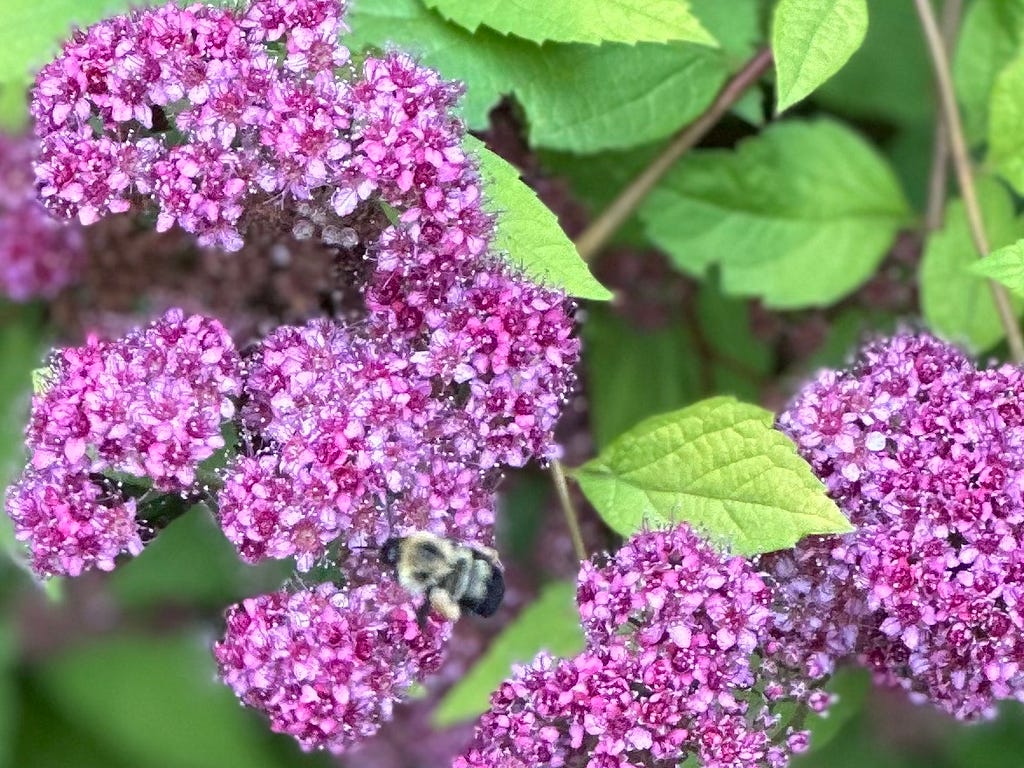 Pink spirea flowers with bumble bee