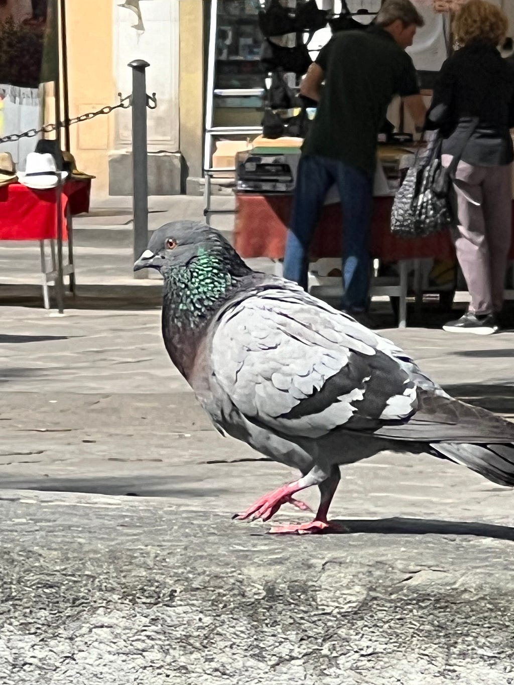 Photograph of a pigion strutting at the Piazza Spirito in Florence Italy.