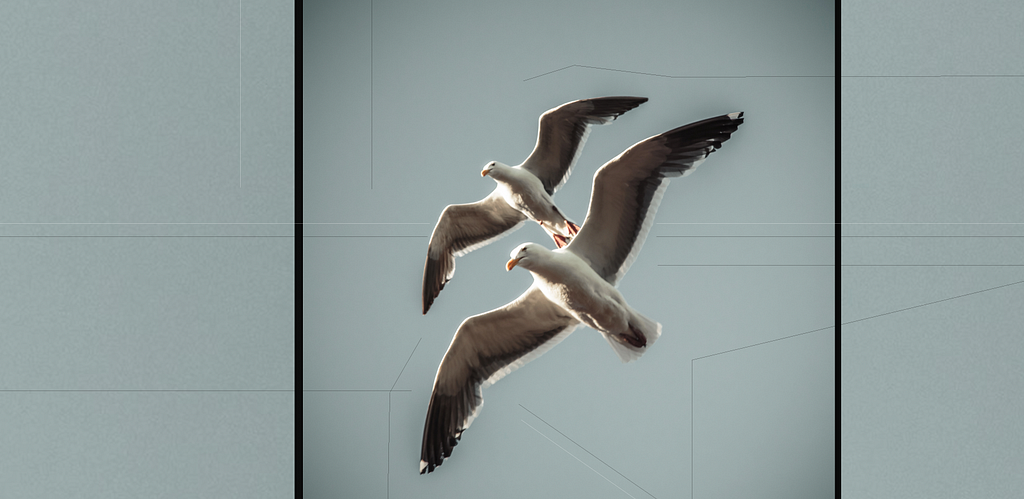 Seagulls in flight, by Kelly Patrick Dugan