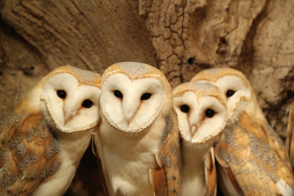 photo of baby barn owls