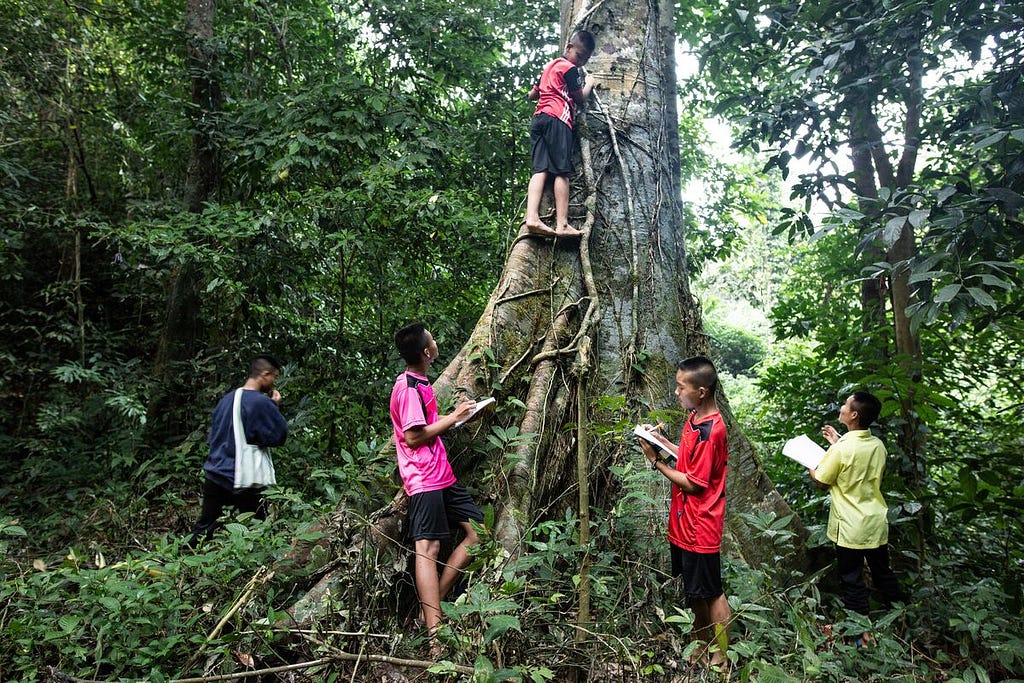 In Thailand, Naphat, wearing a red shirt and holding a book, Pongsak, wearing pink, Wichanon, wearing yellow, Natthapon, wearing blue, and Arthit, wearing red, on the tree, are making record of what they are observing in the forest during their class on maintaining the forests.