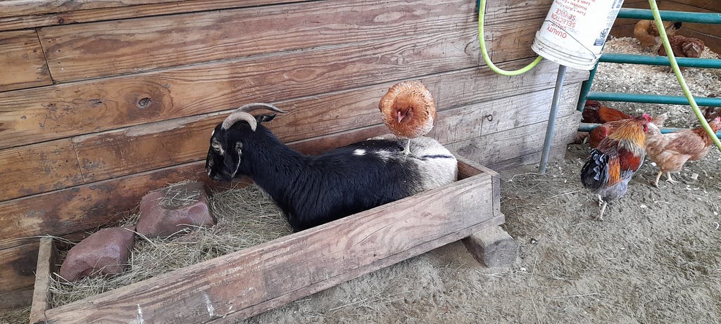 An orange hen stands on the back of a black and white goat.