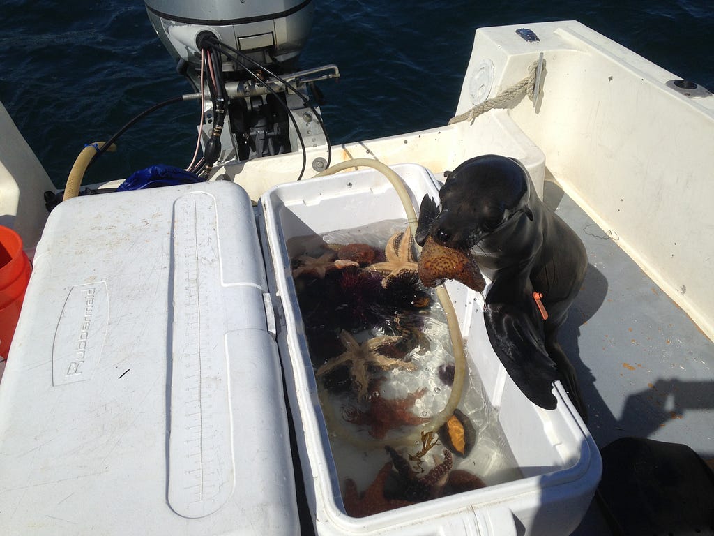 A sea lion, with flipper tagged, leans over aRubbermaid container full of specimens on the boat, a sea cucumber in its mouth.