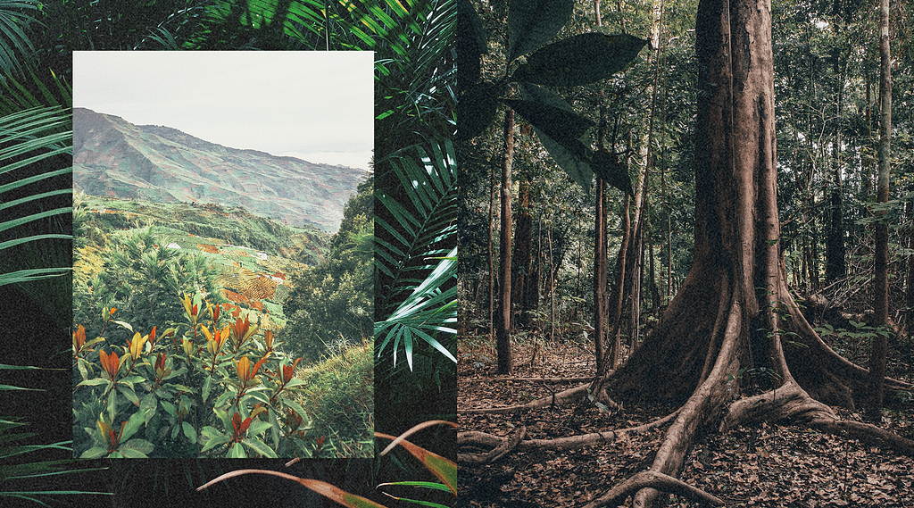 Photo of the Amazon rain forest, overlaid with two other photos showing the forest in close-up and from a distant.