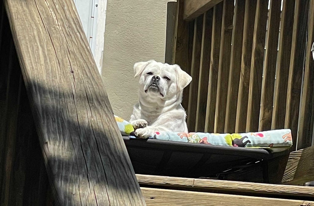 Small white dog sitting on a bed in the sun