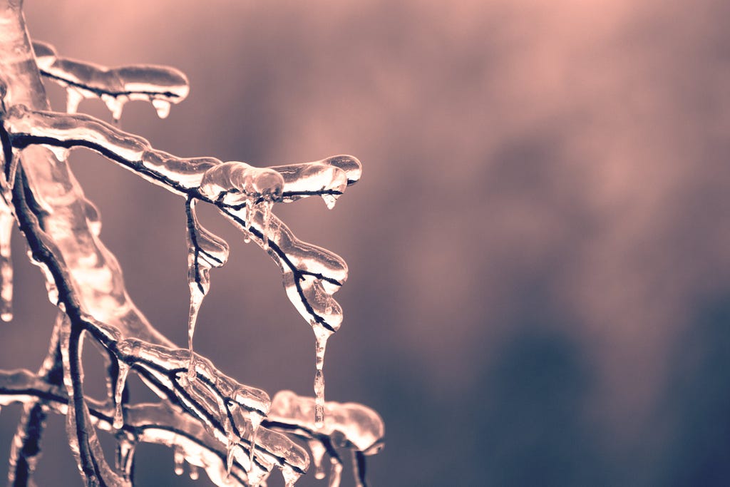 Tree branches in ice