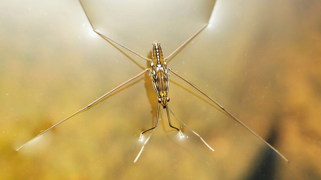 Insects utilize the high surface tension of water to walk across its surface without sinking.