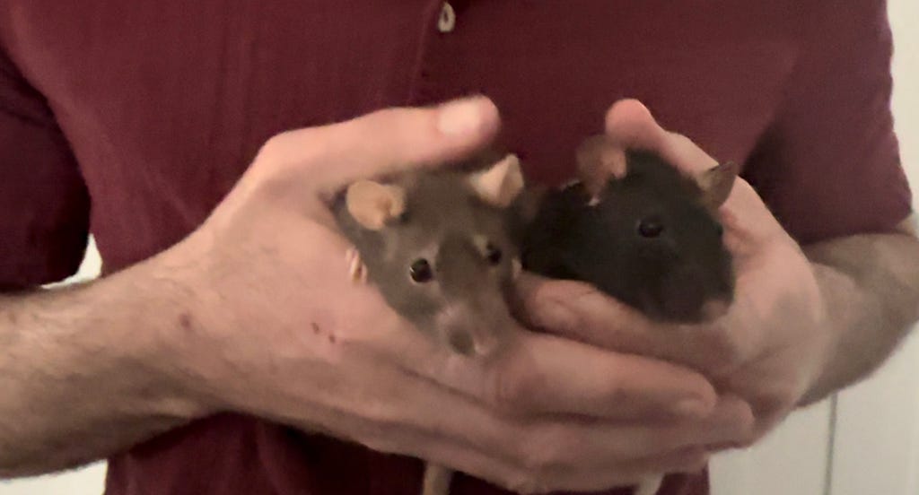 Man in maroon shirt cradling two rats in his hands. The rat on the left is light brown. The rat on the right is very dark brown.