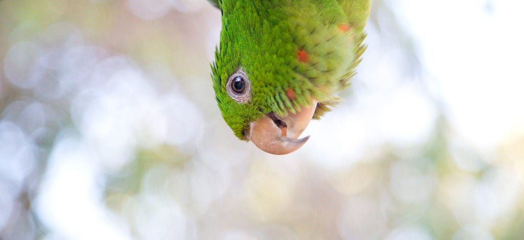 Cool photo of a parrot pointing its face from the top of the image. It represents the stochastic parrot I’m referring to also known as Large Language models