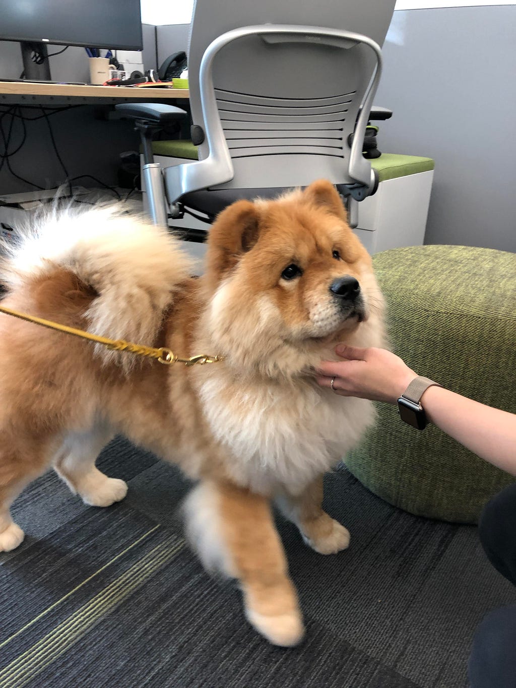 Chow chow (dog) at VMware
