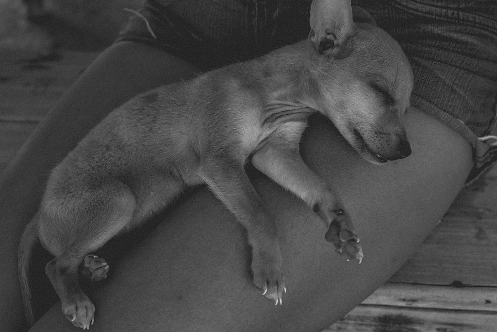 foto em preto e branco, um cachorro pequeno dormi deitado nas coxas de uma mulher.