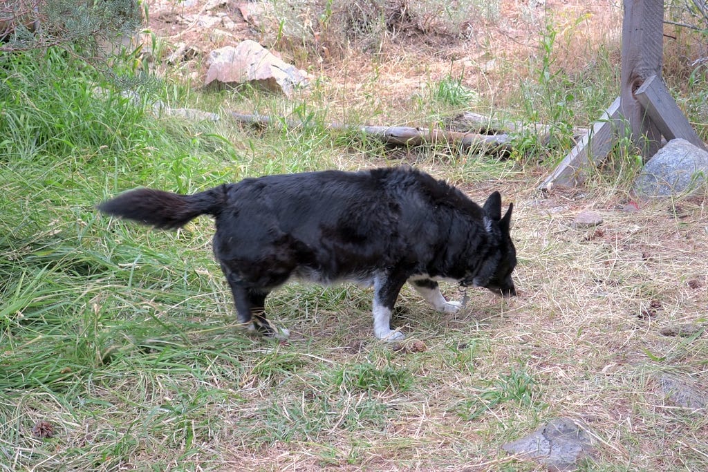 John Muir Trail JMT Muir Trail Ranch MTR dog corgi