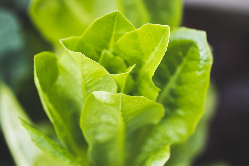 close-up of green lettuce