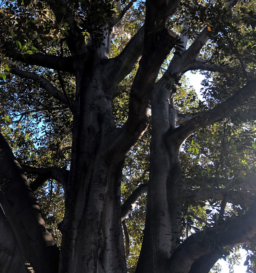 View of a Moreton Bag Fig Tree towards the sky