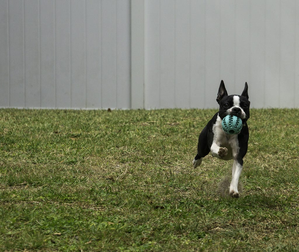 Dog running with ball in yard