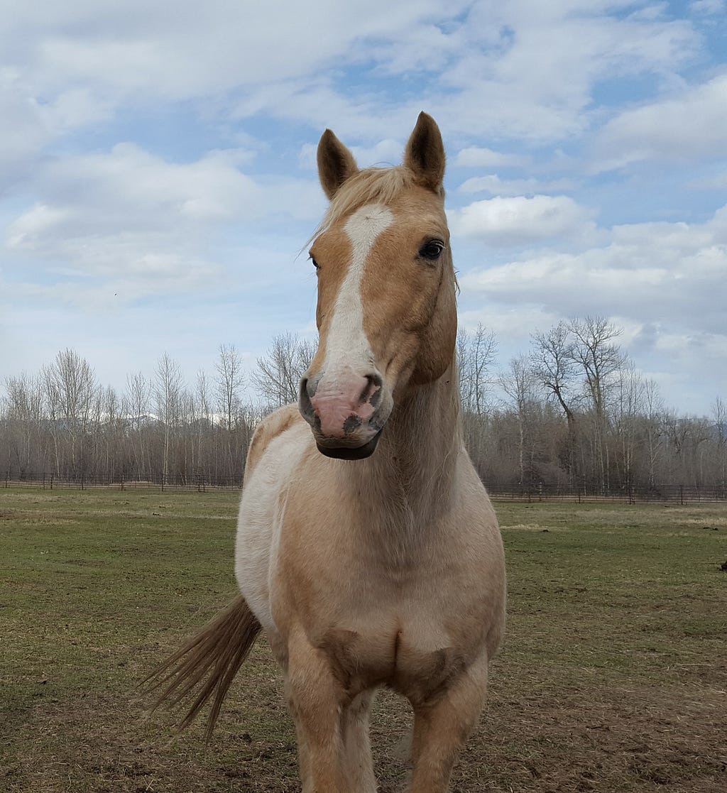 A cream-colored horse approaches the camera with curiosity on an overcast day in a green field.