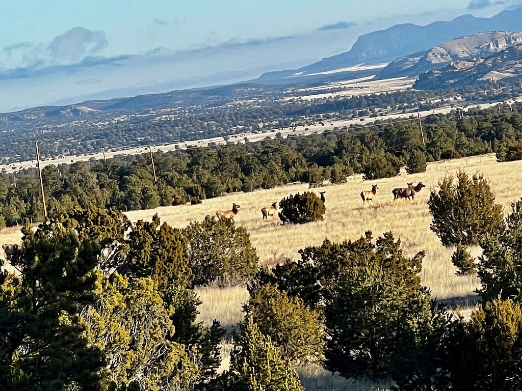 Mountain scene with several female elk in a grassy area between shrubby evergreen trees. Some clouds in the sky.