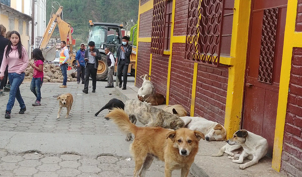 Dogs lie on the sidewalk and look towards the photographer