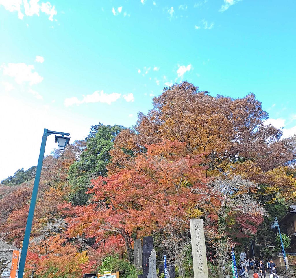 Autumn leaves at the base of Mt. Takao