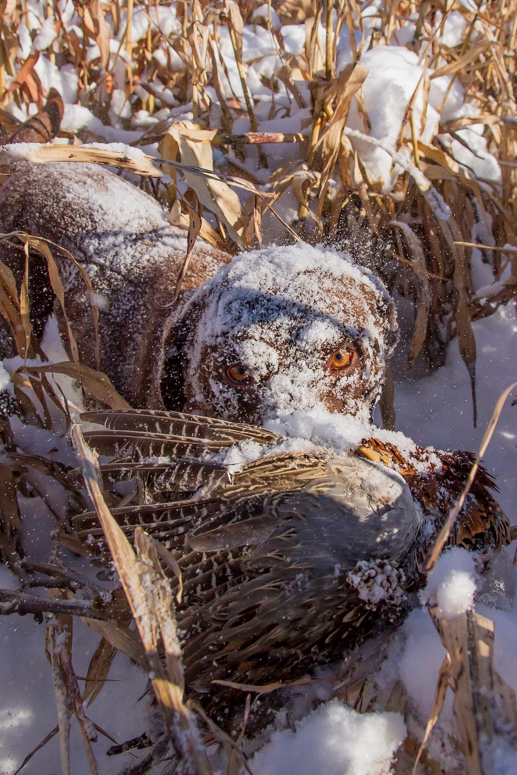 A successful brown hunting dog looks up through a face coated in powdery white snow.