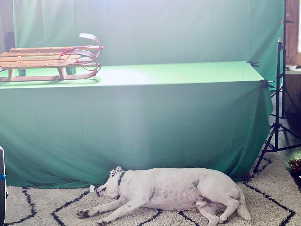 A cute, if a little chubby, white dog sleeps directly in front of a table covered in a green screen, preventing Refe from working on a photograph.