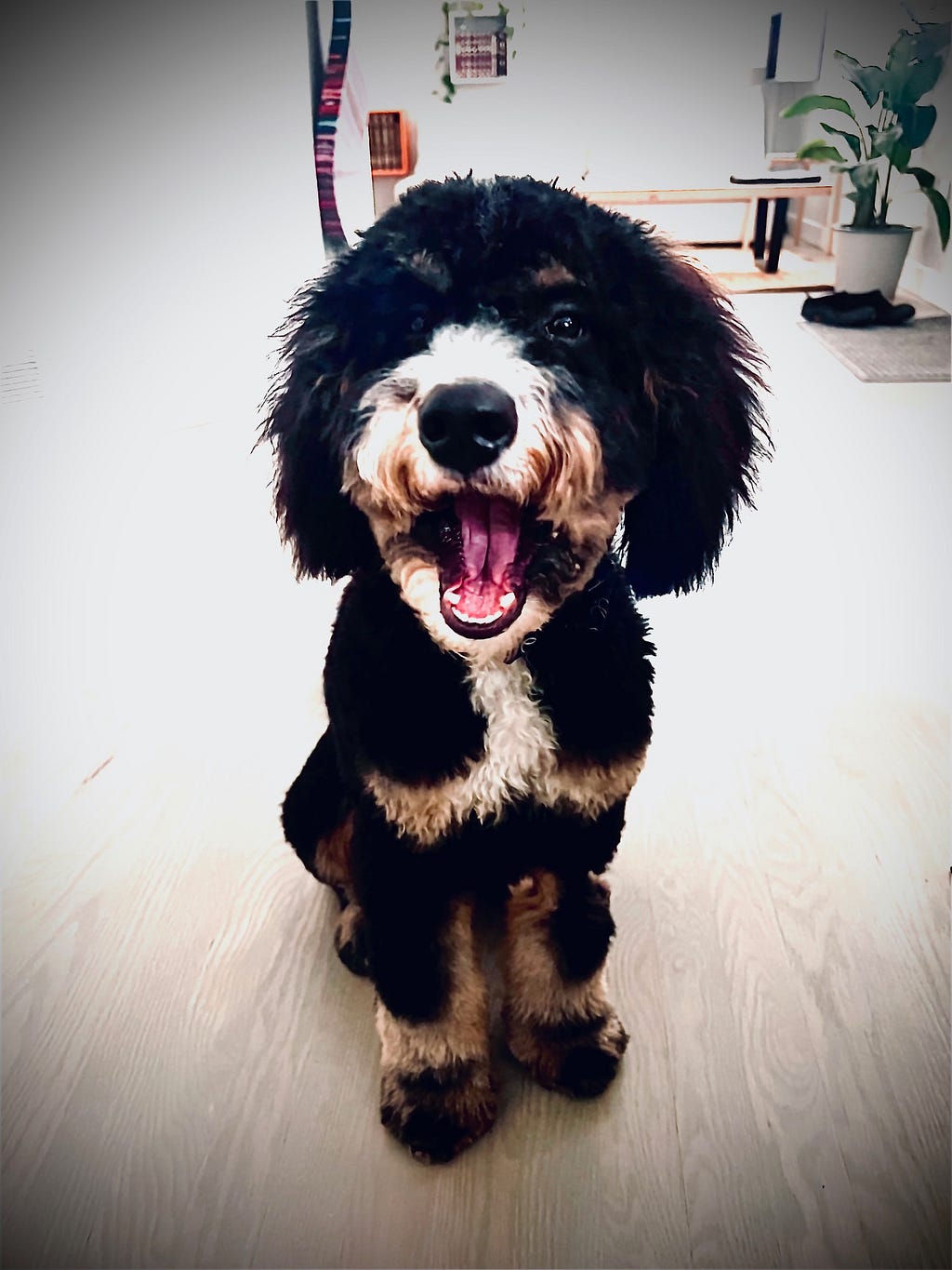 My Bernedoodle, Gucci