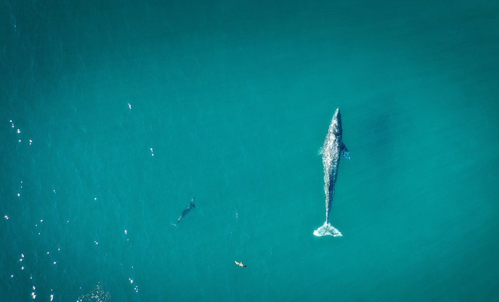 A gray whale and her calf swim through the bright waters of Malibu, California.