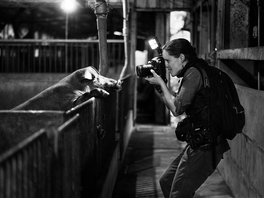 Jo-Anne McArthur documenting conditions inside a pig farm. Taiwan, 2019. Kelly Guerin / We Animals Media