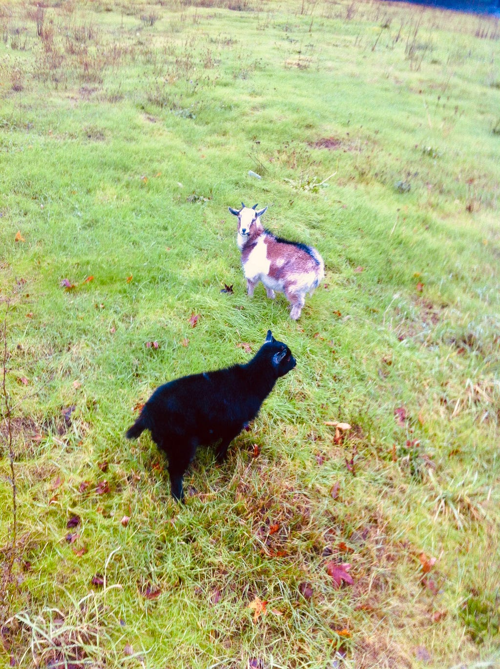 Two goats stand on grass as seen somewhat from above as if taken by reaching over the top of a fence, the goat toward the top of frame looking up at the camera.