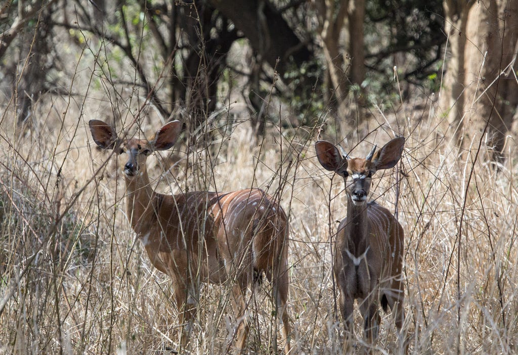 Nyalas can be found near watering holes or browsing on leaves in the forest of Gorongosa National Park.