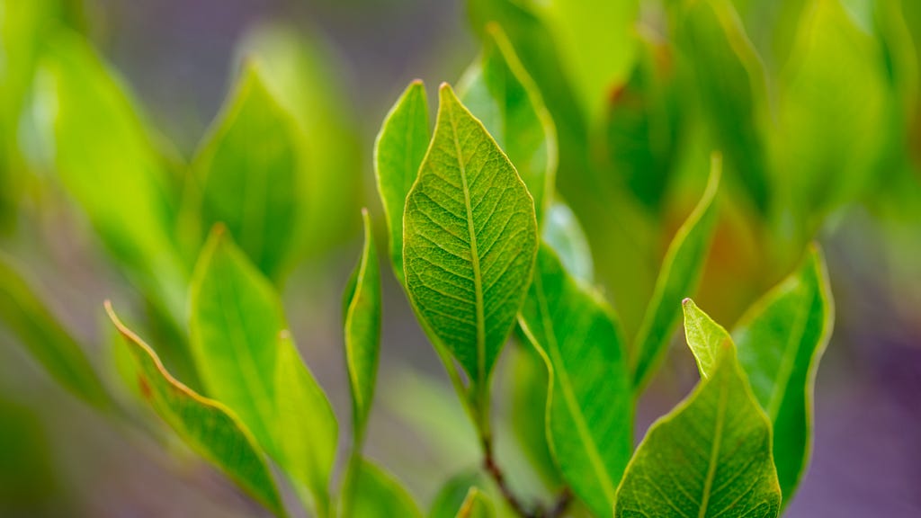 Green leaves of the ʻaʻaliʻi plant.