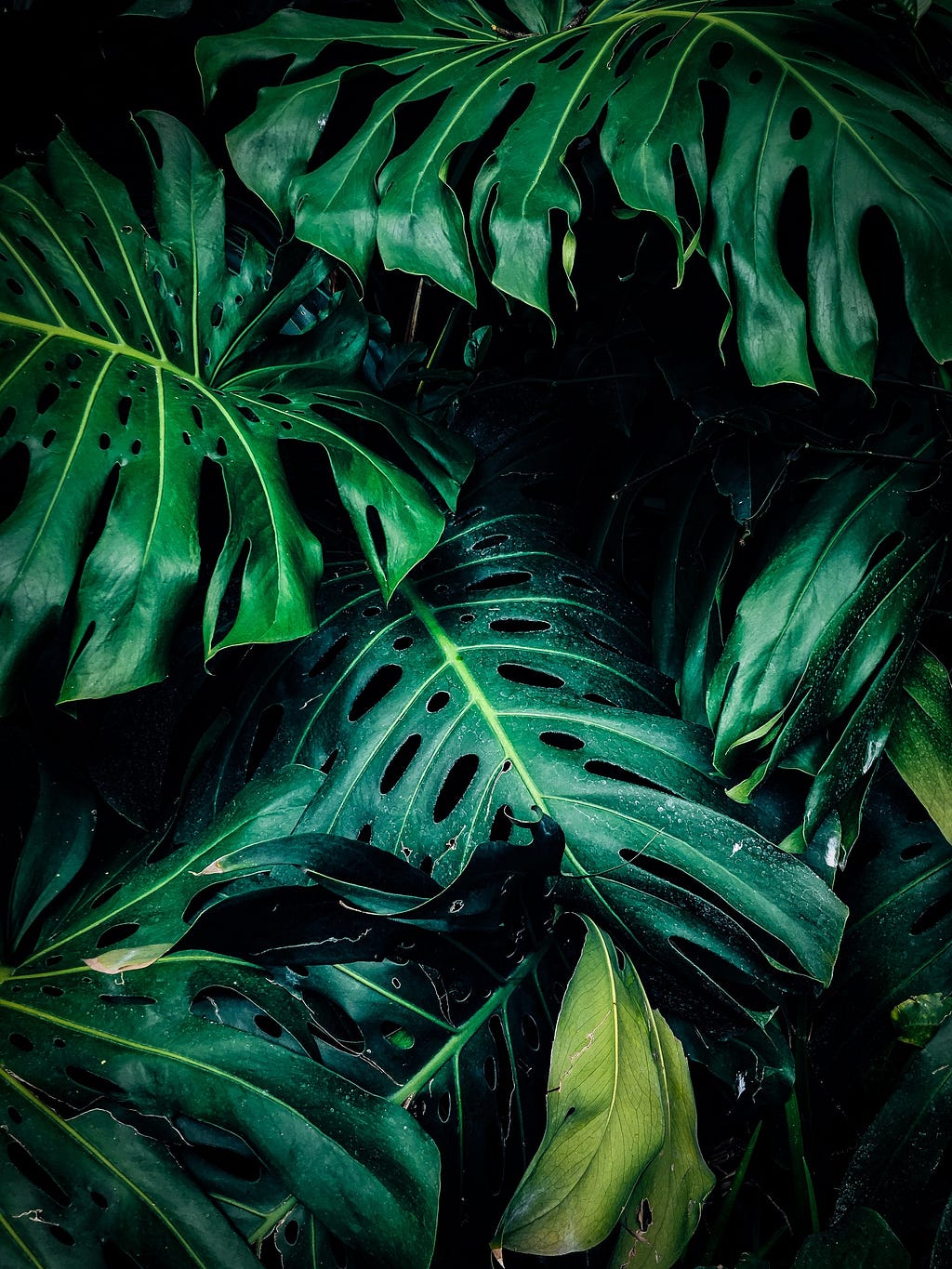 plants for a bathroom without windows