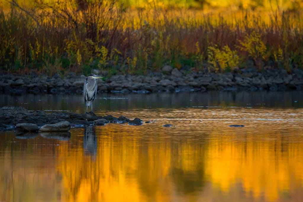 a marsh bird standing near water with orange sky relfecting