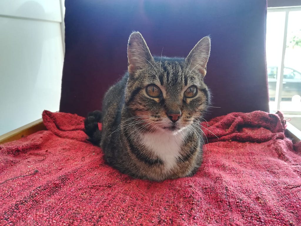A tabby cat with a white chin sitting on a red chair looking directly at the camera