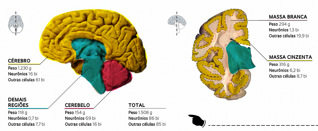 Imagem com ilustrações de um cérebro, apresentando algumas regiões dele, como o cerebelo, por exemplo.