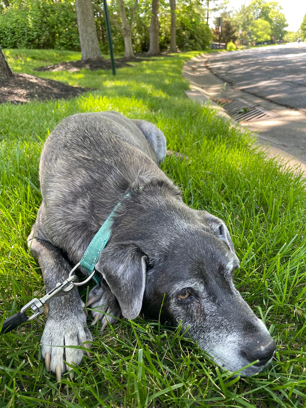 Photo of my dog Buddy lying in the grass, too tired to walk anymore