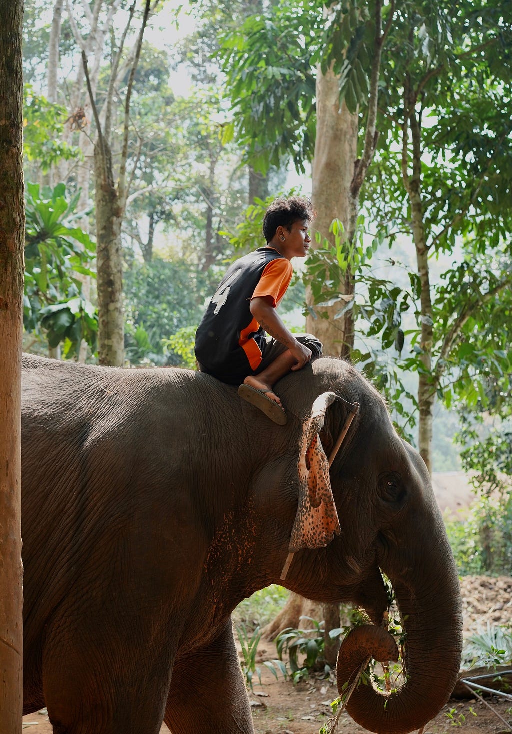 an elephant walking with a rider on a tropical jungle sanctuary