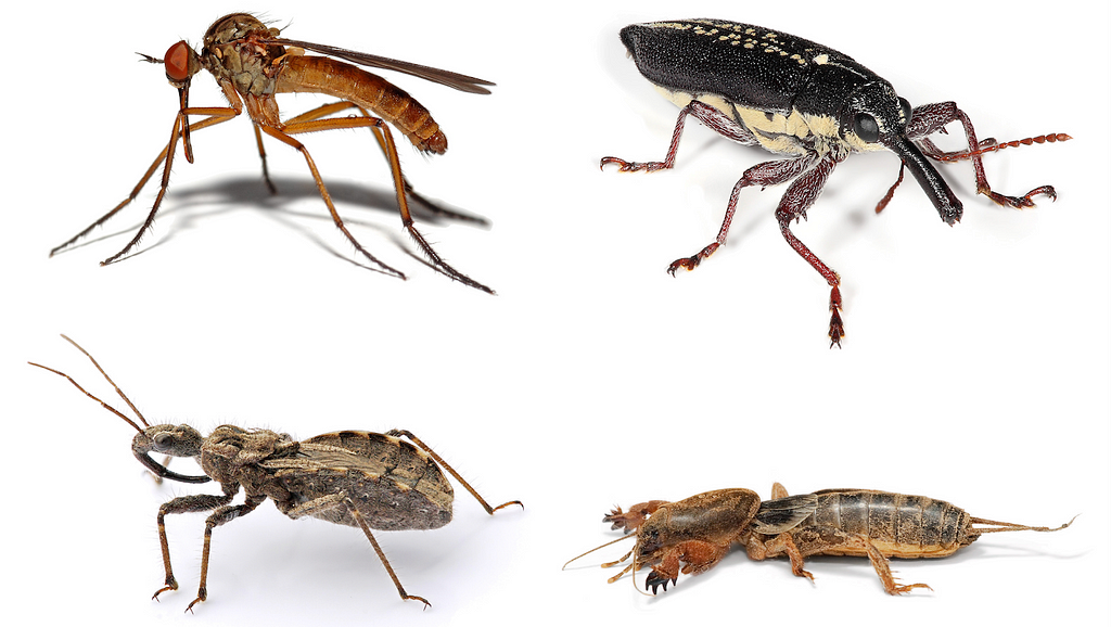 Kollage av fyra olika insekter