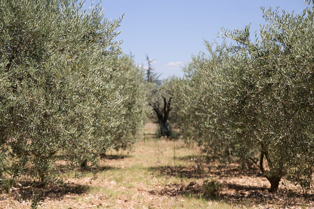 Olive oil, Olive growing circumstances