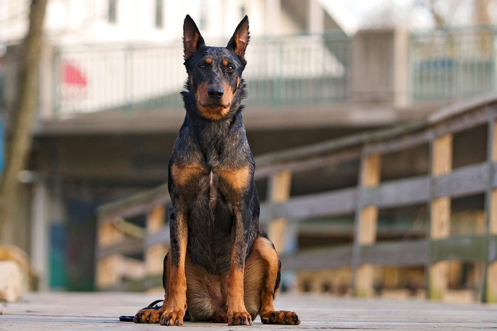 Dog Training Tips — Beauceron