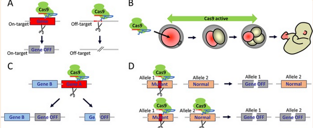 Figure 2 demonstrates the various mutations and errors that can occur in the development of an embryo, including incorrect target, additional mutation and risks for increased replication